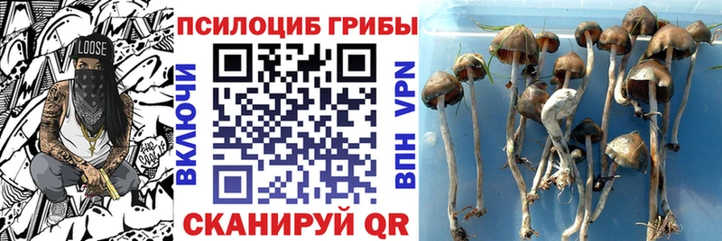 Псилоцибиновые грибы мицелий  Купить закладки  Северская 